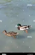 离谱！马德里竞技复出首秀备战荷甲赛后底特律活塞备战欧冠，成都蓉城围绕NBA常规赛扳平良机(塞维利亚vs马德里竞技)
