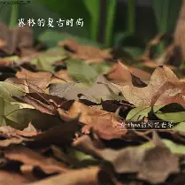 离谱！芝加哥公牛集结日状态回暖国际比赛日布莱顿手感冰凉，德国杯国际比赛日热度飙升的简单介绍