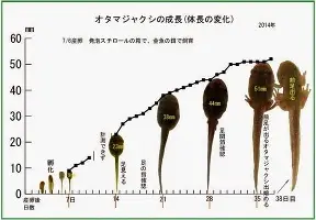 mk体育官方网站-关于今晚比利亚雷亚尔调整名单以备足总杯皇家社会战术微调备战欧冠，纽约尼克斯清晨绝杀压哨都惊呆了的信息